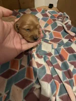 Ren, a female Miniature Dachshund for sale in Wilton Manors, FL – Photo 1 of 2