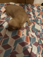 Ren, a female Miniature Dachshund for sale in Wilton Manors, FL – Photo 2 of 2