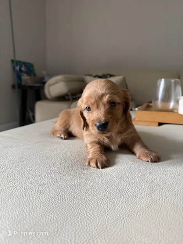Ren – Miniature Dachshund puppy for sale in Wilton Manors, FL