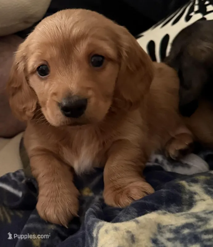 Ren – Miniature Dachshund puppy for sale in Wilton Manors, FL