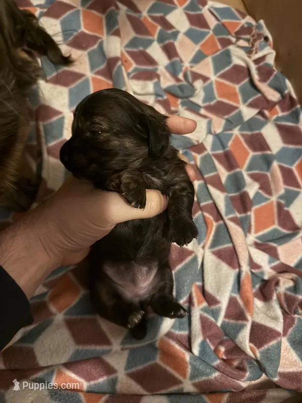 Mara Jade – Miniature Dachshund puppy for sale in Wilton Manors, FL