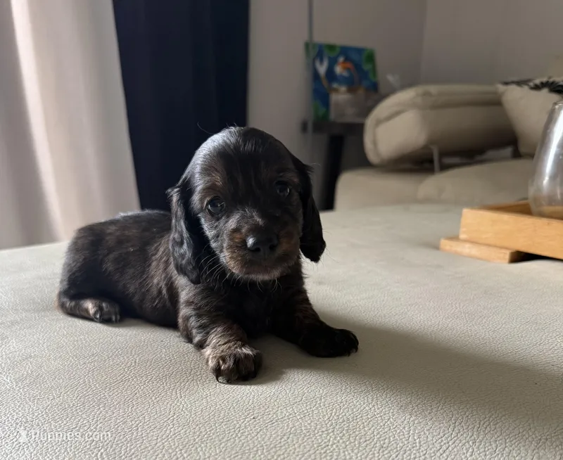 Mara Jade – Miniature Dachshund puppy for sale in Wilton Manors, FL
