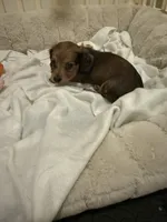 Ren, a female Miniature Dachshund for sale in Fort Lauderdale, FL – 9 of 10