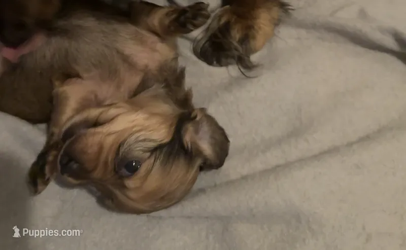 Satine Kryze – Miniature Dachshund puppy for sale in Fort Lauderdale, FL