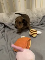 Ren, a female Miniature Dachshund for sale in Fort Lauderdale, FL – 7 of 10