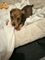 Ren, a female Miniature Dachshund for sale in Fort Lauderdale, FL – 3 of 10