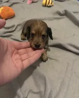 Satine Kryze, a female Miniature Dachshund for sale in Fort Lauderdale, FL – 3 of 3