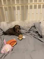 Ren, a female Miniature Dachshund for sale in Fort Lauderdale, FL – 6 of 10