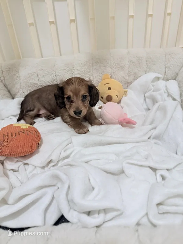 Ren – Miniature Dachshund puppy for sale in Fort Lauderdale, FL