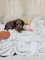 Ren, a female Miniature Dachshund for sale in Fort Lauderdale, FL – 1 of 10