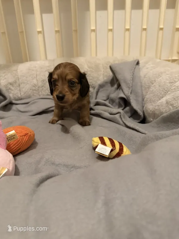 Satine Kryze – Miniature Dachshund puppy for sale in Fort Lauderdale, FL