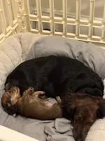 Ren, a female Miniature Dachshund for sale in Fort Lauderdale, FL – 8 of 10