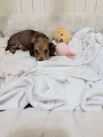 Ren, a female Miniature Dachshund for sale in Fort Lauderdale, FL – 2 of 10