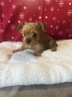 Sable , a male Yorkshire Terrier for sale in Concord, NC – 2 of 3