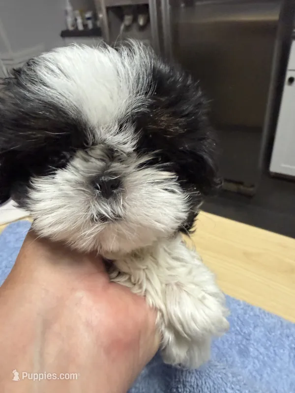 Chloe  – Shih Tzu puppy for sale in Concord, NC