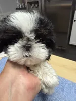 Chloe , a female Shih Tzu for sale in Concord, NC – 1 of 3