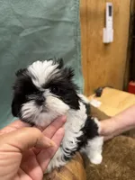 Cami, a female Shih Tzu for sale in Concord, NC – 2 of 4
