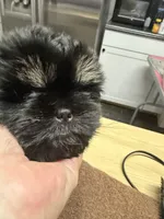 Emma , a female Shih Tzu for sale in Concord, NC – 3 of 3