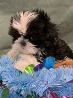 Chloe , a female Shih Tzu for sale in Concord, NC – 2 of 3