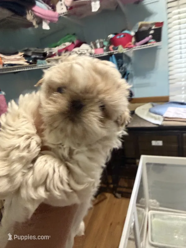 Teddy  – Shih Tzu puppy for sale in Concord, NC