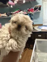 Teddy , a male Shih Tzu for sale in Concord, NC – 1 of 4