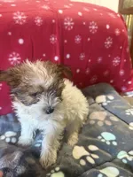 Parti, a male Yorkshire Terrier for sale in Concord, NC – 2 of 3