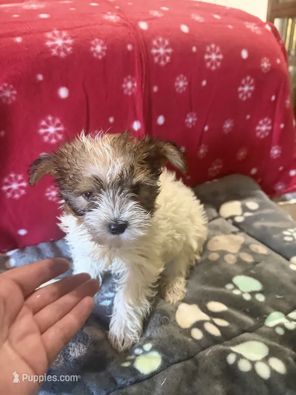Parti – Yorkshire Terrier puppy for sale in Concord, NC