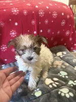 Parti, a male Yorkshire Terrier for sale in Concord, NC – 1 of 3