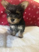 Traditional , a male Yorkshire Terrier for sale in Concord, NC – 3 of 3