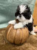 Cami, a female Shih Tzu for sale in Concord, NC – 4 of 4