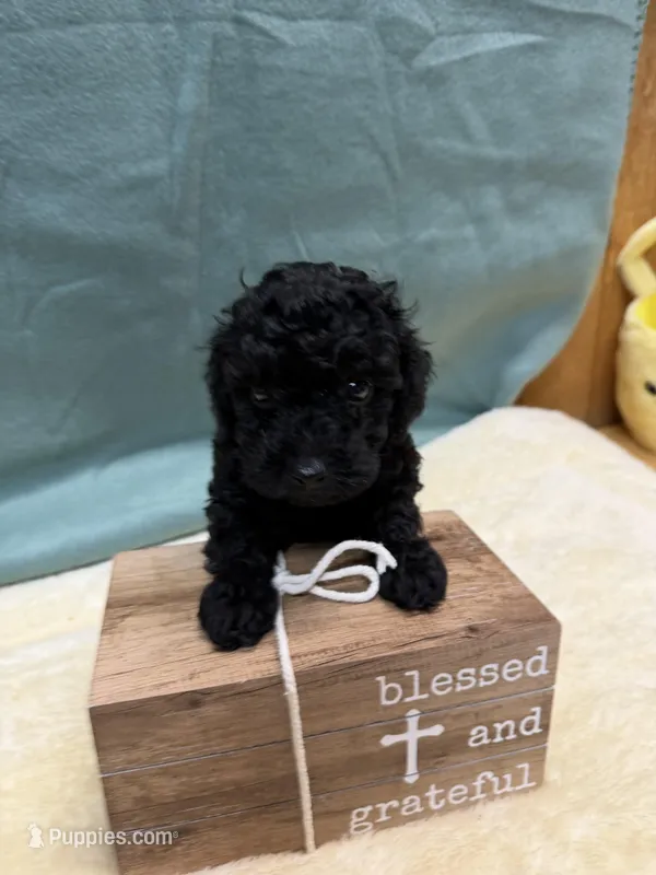 Jack, a male Poodle - Toy  for sale in Concord, NC – Photo 1 of 3