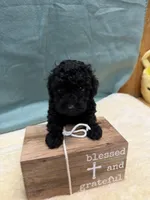 Jack, a male Poodle - Toy  for sale in Concord, NC – Photo 1 of 3