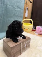 Jack, a male Poodle - Toy  for sale in Concord, NC – Photo 2 of 3