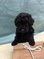 Jack, a male Poodle - Toy  for sale in Concord, NC – Photo 3 of 3