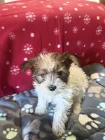 Parti, a male Yorkshire Terrier for sale in Concord, NC – 3 of 3