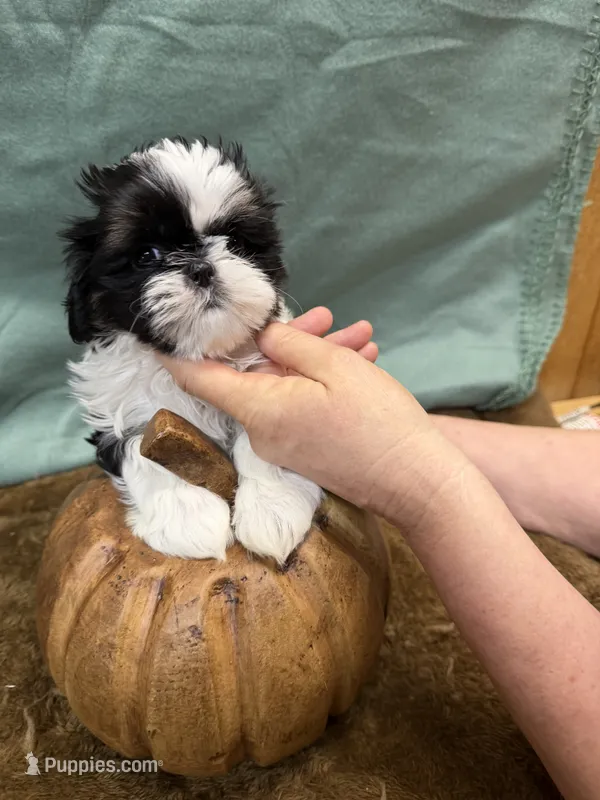 Cami – Shih Tzu puppy for sale in Concord, NC