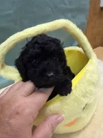 Jenna , a female Poodle - Toy  for sale in Concord, NC – Photo 3 of 3