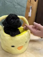 Jenna , a female Poodle - Toy  for sale in Concord, NC – Photo 2 of 3