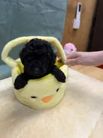 Jenna , a female Poodle - Toy  for sale in Concord, NC – Photo 1 of 3