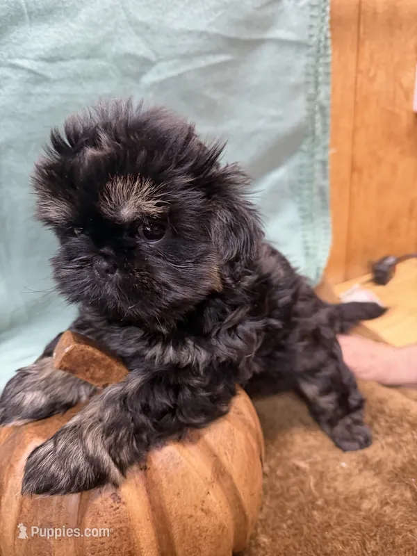 Emma  – Shih Tzu puppy for sale in Concord, NC