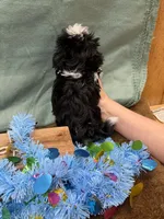 Chloe , a female Shih Tzu for sale in Concord, NC – 3 of 3