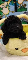 Lacey’s girl, a female Poodle - Toy  for sale in Concord, NC – Photo 8 of 9