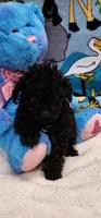 Lacey’s girl, a female Poodle - Toy  for sale in Concord, NC – Photo 3 of 9