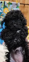 Lacey’s girl, a female Poodle - Toy  for sale in Concord, NC – Photo 6 of 9