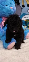 Lacey’s girl, a female Poodle - Toy  for sale in Concord, NC – Photo 9 of 9