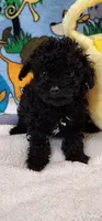 Lacey’s girl, a female Poodle - Toy  for sale in Concord, NC – Photo 2 of 9