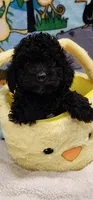 Lacey’s girl, a female Poodle - Toy  for sale in Concord, NC – Photo 1 of 9