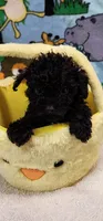 Lacey’s girl, a female Poodle - Toy  for sale in Concord, NC – Photo 4 of 9