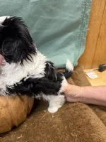 Cami, a female Shih Tzu for sale in Concord, NC – 3 of 4