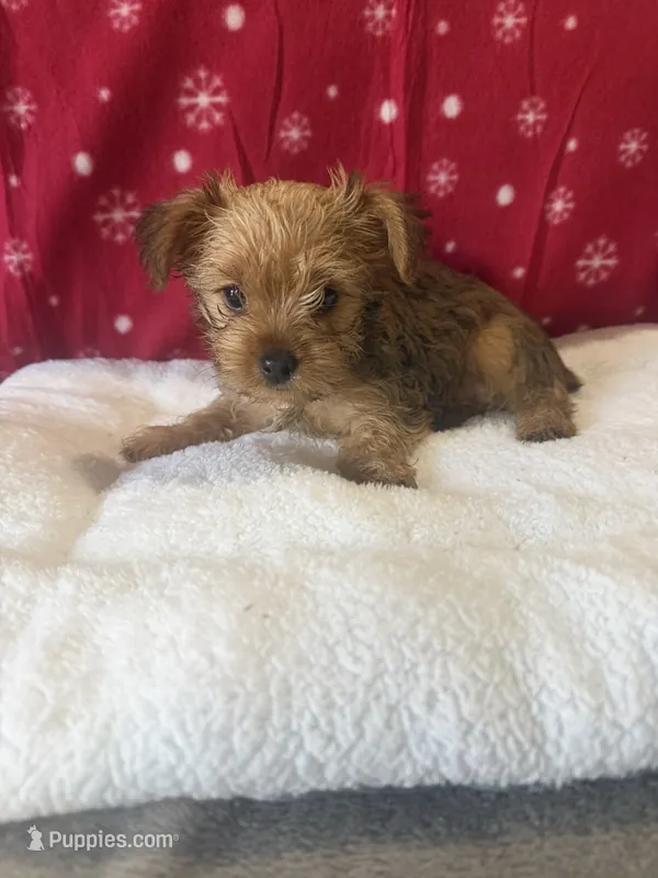 Sable  – Yorkshire Terrier puppy for sale in Concord, NC